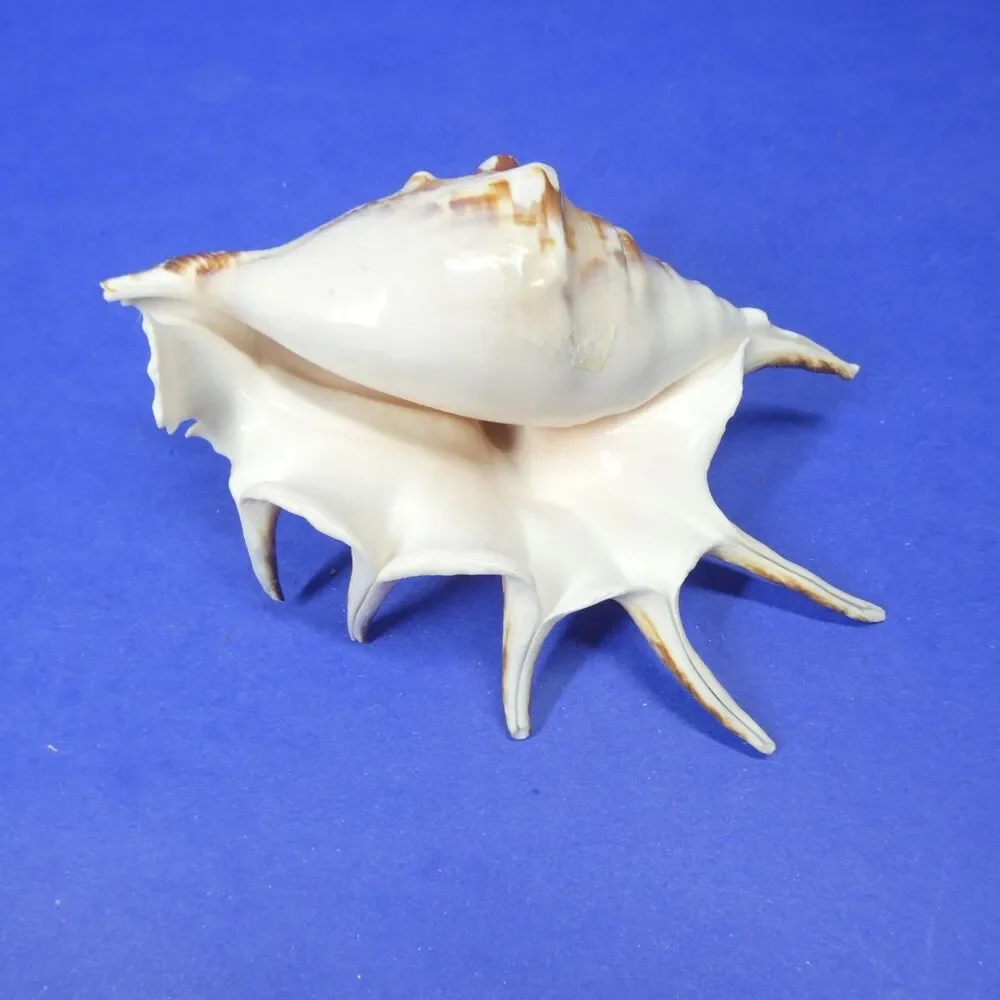 Lambis Shell Seashell 5.5